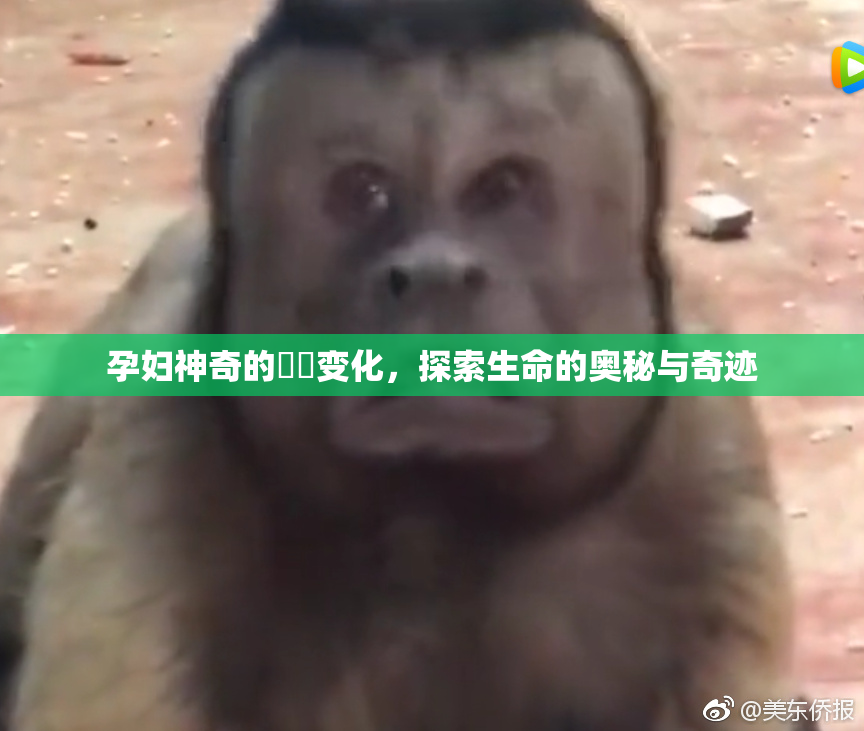 孕妇神奇的乂乄变化，探索生命的奥秘与奇迹