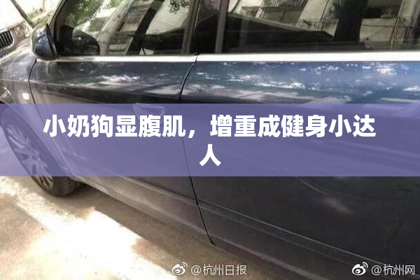 小奶狗显腹肌，增重成健身小达人