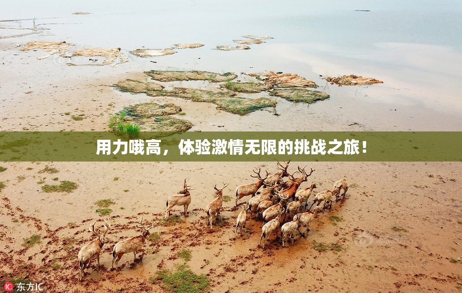 用力哦高，体验激情无限的挑战之旅！