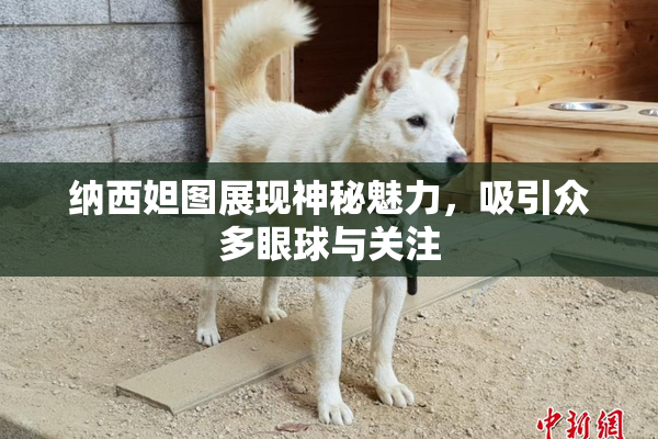 纳西妲图展现神秘魅力，吸引众多眼球与关注