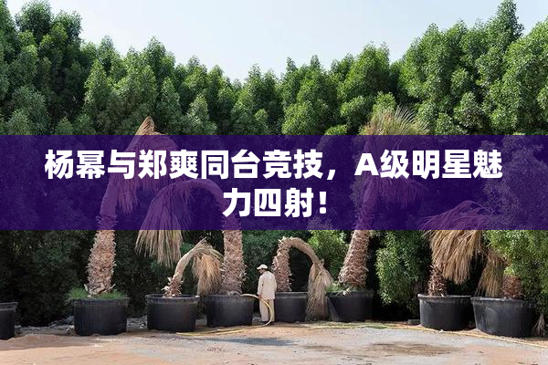 杨幂与郑爽同台竞技，A级明星魅力四射！