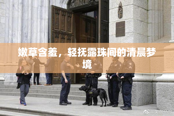 嫩草含羞，轻抚露珠间的清晨梦境
