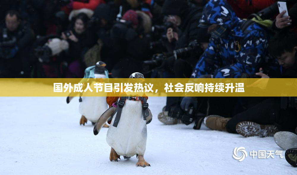 国外成人节目引发热议，社会反响持续升温