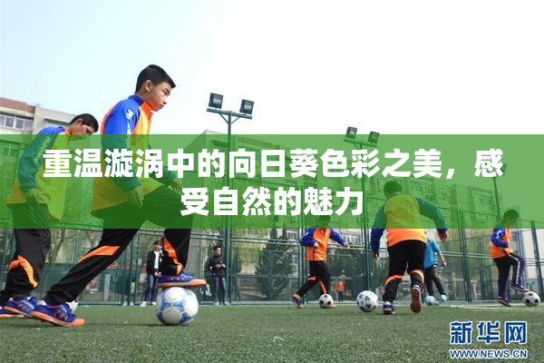 重温漩涡中的向日葵色彩之美，感受自然的魅力
