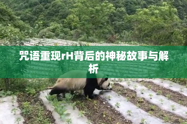 咒语重现rH背后的神秘故事与解析