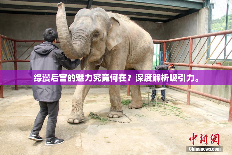 综漫后宫的魅力究竟何在？深度解析吸引力。