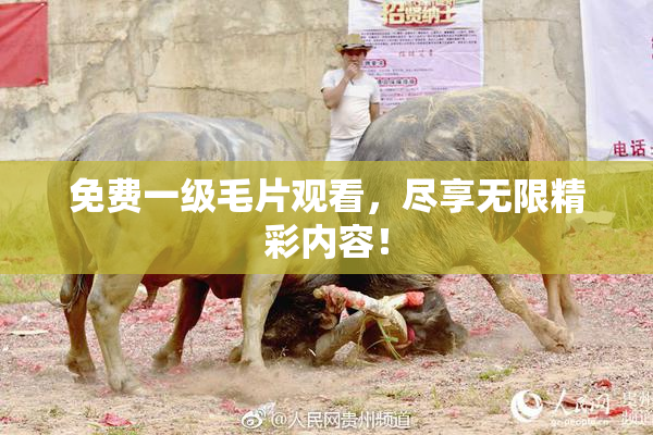 免费一级毛片观看，尽享无限精彩内容！