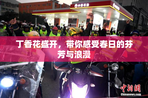 丁香花盛开，带你感受春日的芬芳与浪漫