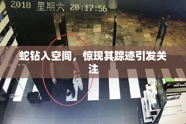 蛇钻入空间，惊现其踪迹引发关注