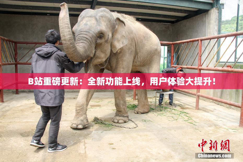 B站重磅更新：全新功能上线，用户体验大提升！