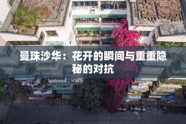 曼珠沙华：花开的瞬间与重重隐秘的对抗