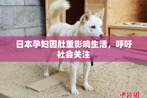 日本孕妇因肚重影响生活，呼吁社会关注