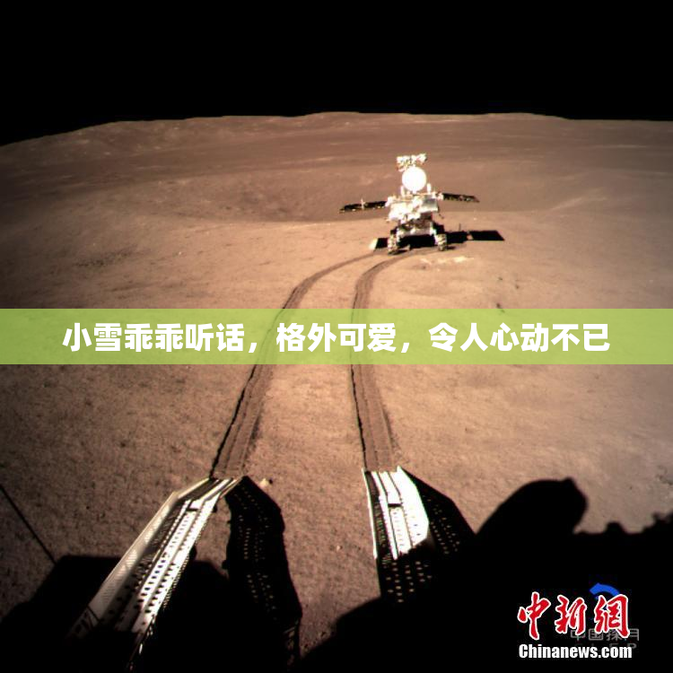 小雪乖乖听话，格外可爱，令人心动不已