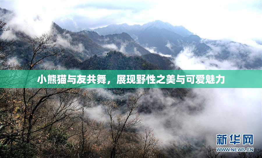 小熊猫与友共舞，展现野性之美与可爱魅力