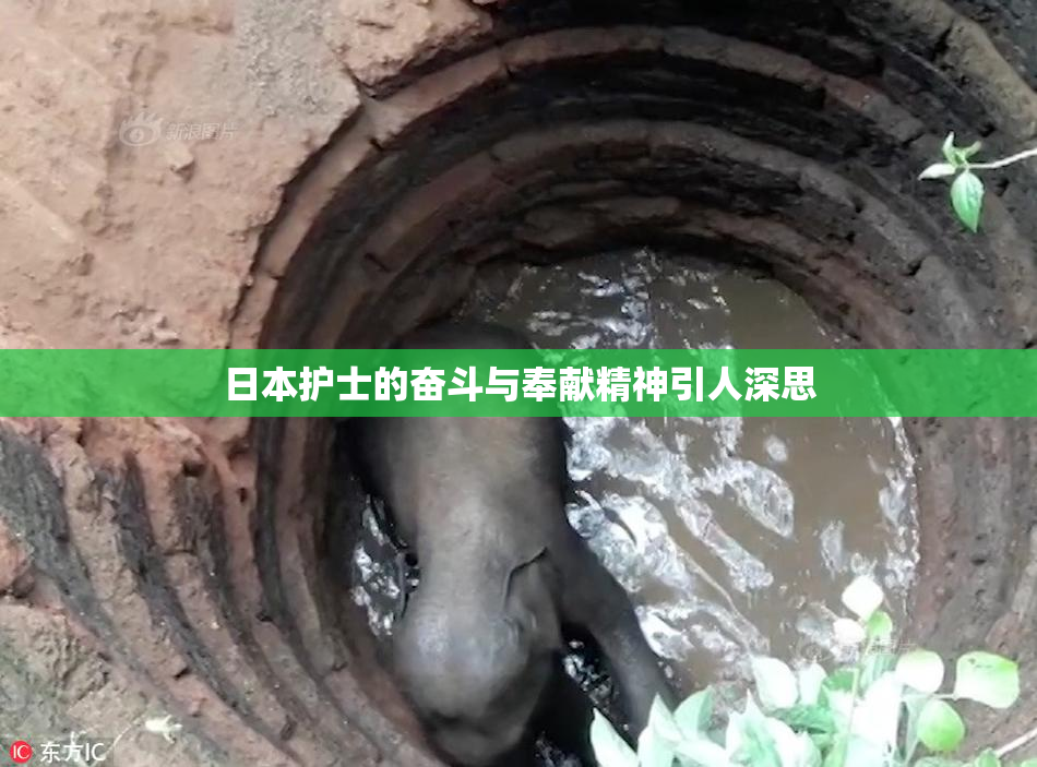 日本护士的奋斗与奉献精神引人深思
