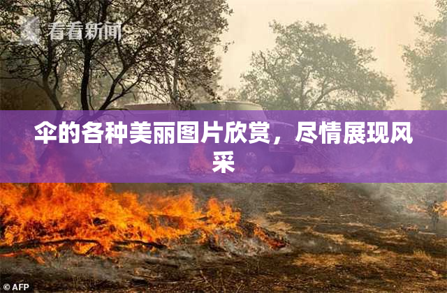 伞的各种美丽图片欣赏，尽情展现风采