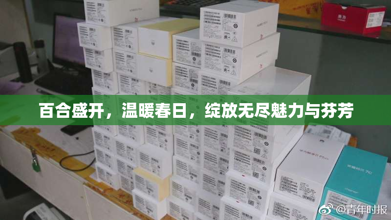 百合盛开，温暖春日，绽放无尽魅力与芬芳