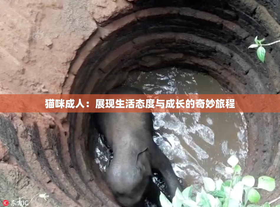 猫咪成人：展现生活态度与成长的奇妙旅程