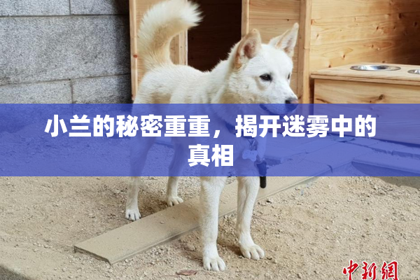 小兰的秘密重重，揭开迷雾中的真相