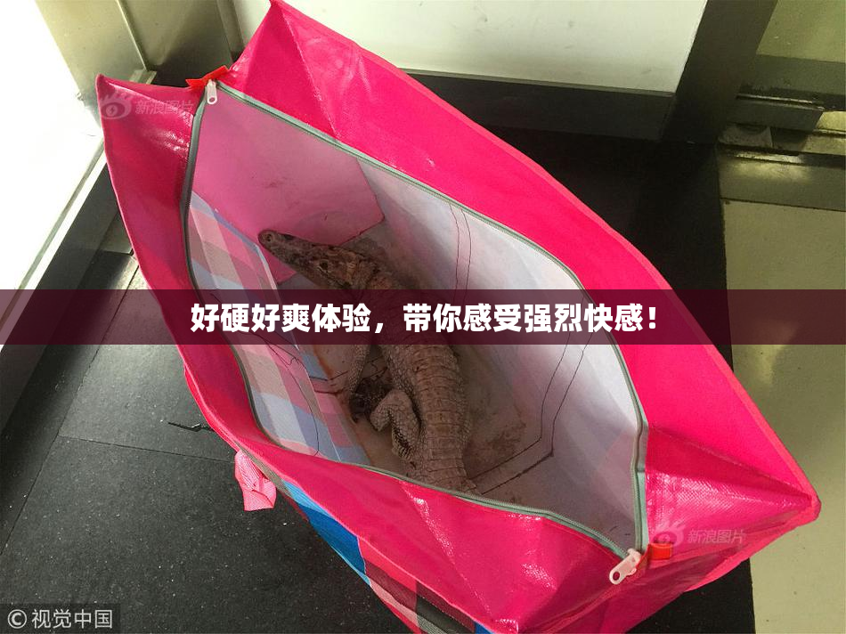 好硬好爽体验，带你感受强烈快感！