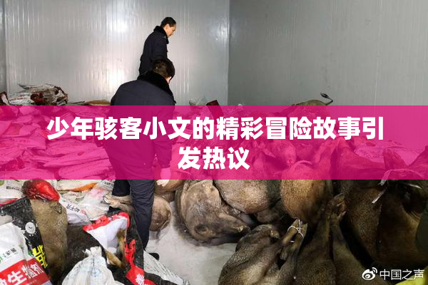 少年骇客小文的精彩冒险故事引发热议