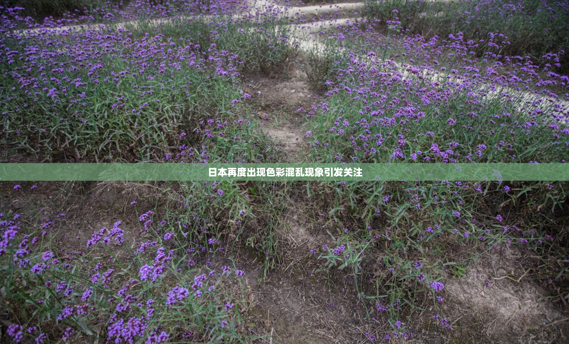 日本再度出现色彩混乱现象引发关注