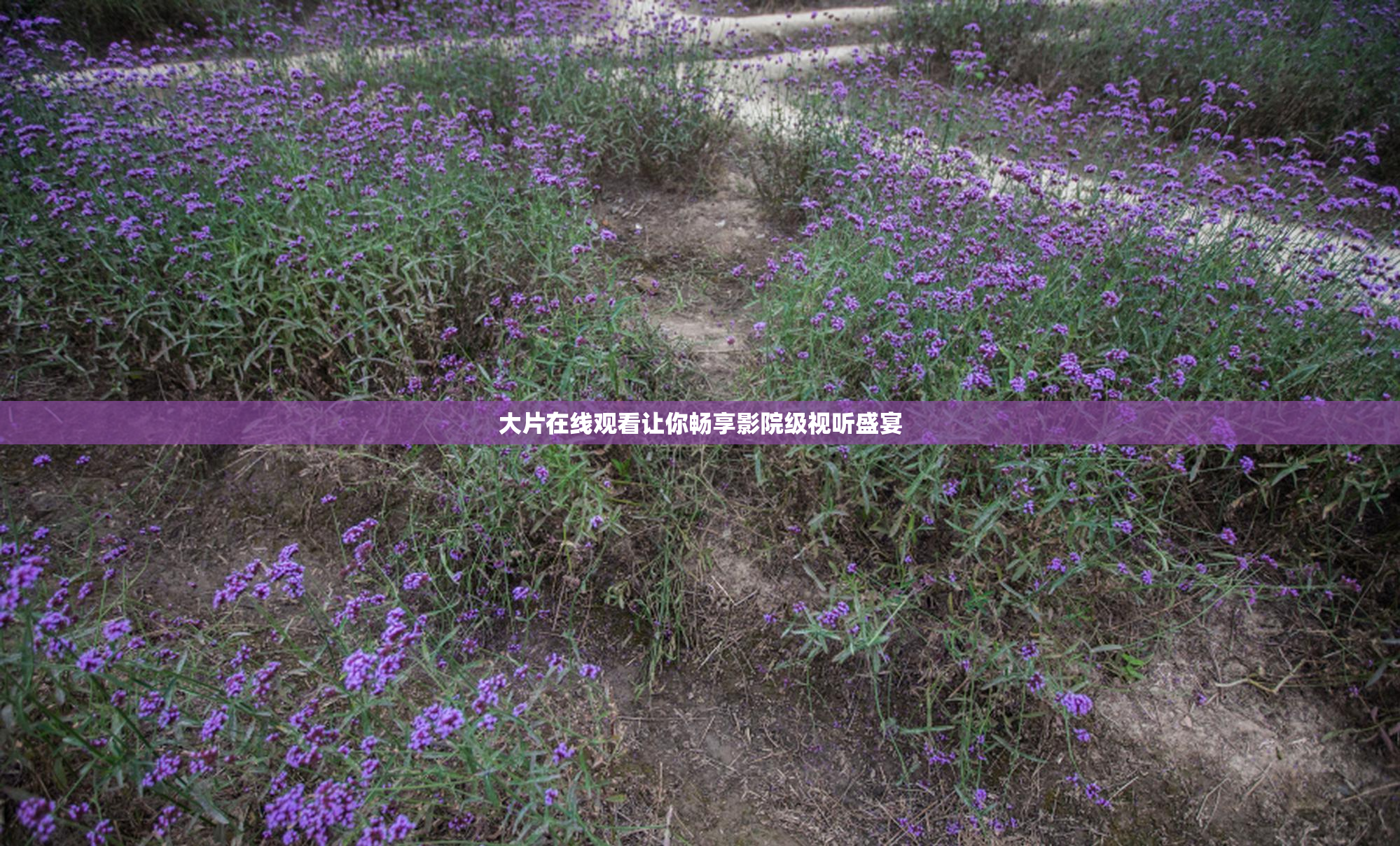 大片在线观看让你畅享影院级视听盛宴