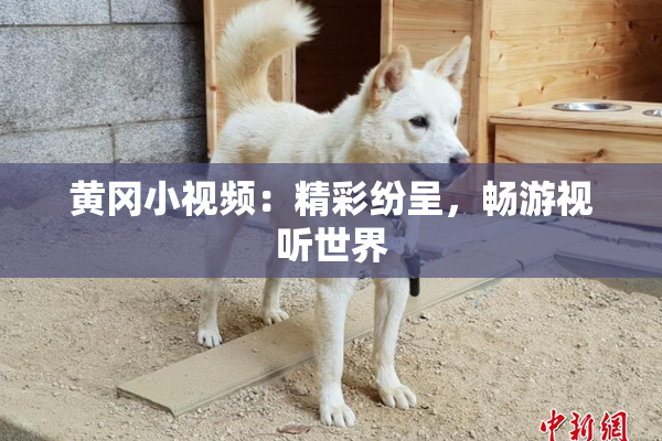 黄冈小视频：精彩纷呈，畅游视听世界