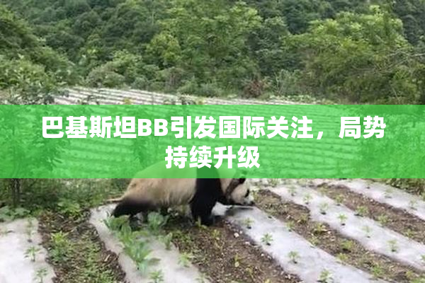 巴基斯坦BB引发国际关注，局势持续升级