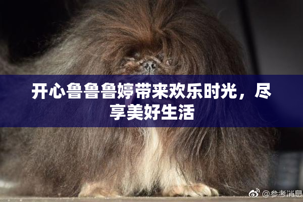 开心鲁鲁鲁婷带来欢乐时光，尽享美好生活