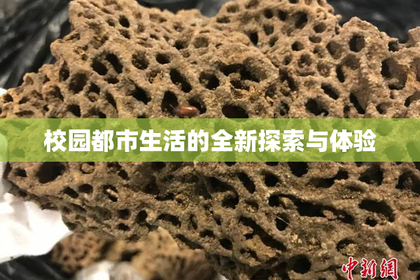 校园都市生活的全新探索与体验