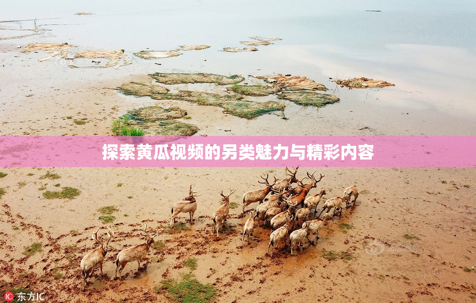 探索黄瓜视频的另类魅力与精彩内容