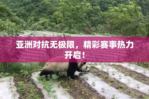 亚洲对抗无极限，精彩赛事热力开启！