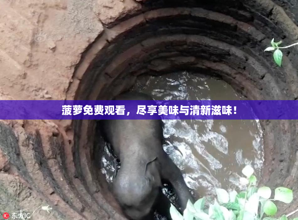 菠萝免费观看，尽享美味与清新滋味！