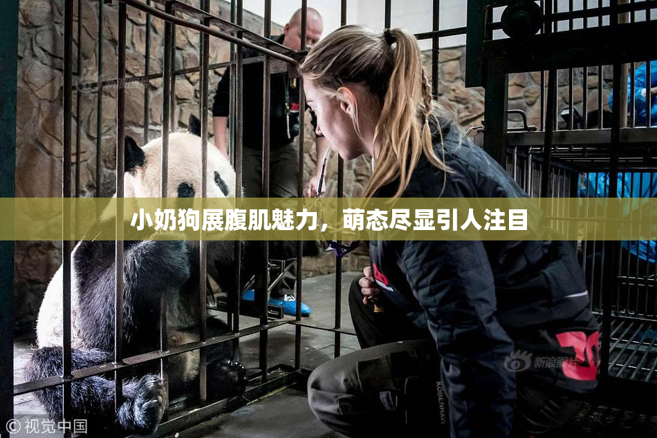 小奶狗展腹肌魅力，萌态尽显引人注目