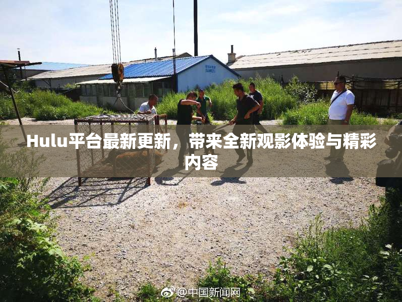 Hulu平台最新更新，带来全新观影体验与精彩内容