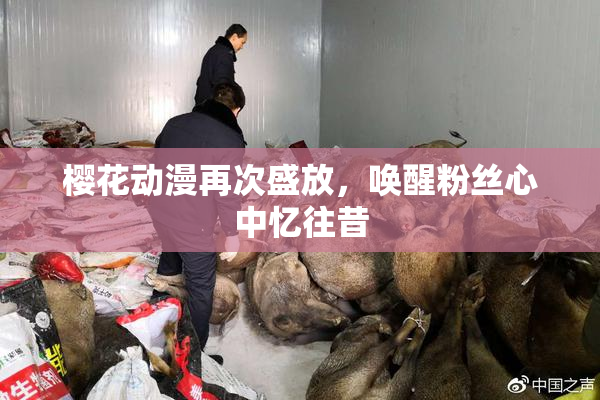 樱花动漫再次盛放，唤醒粉丝心中忆往昔