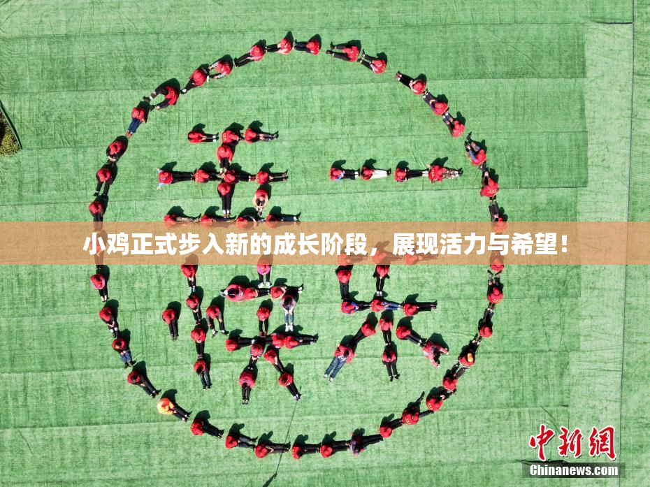 小鸡正式步入新的成长阶段，展现活力与希望！