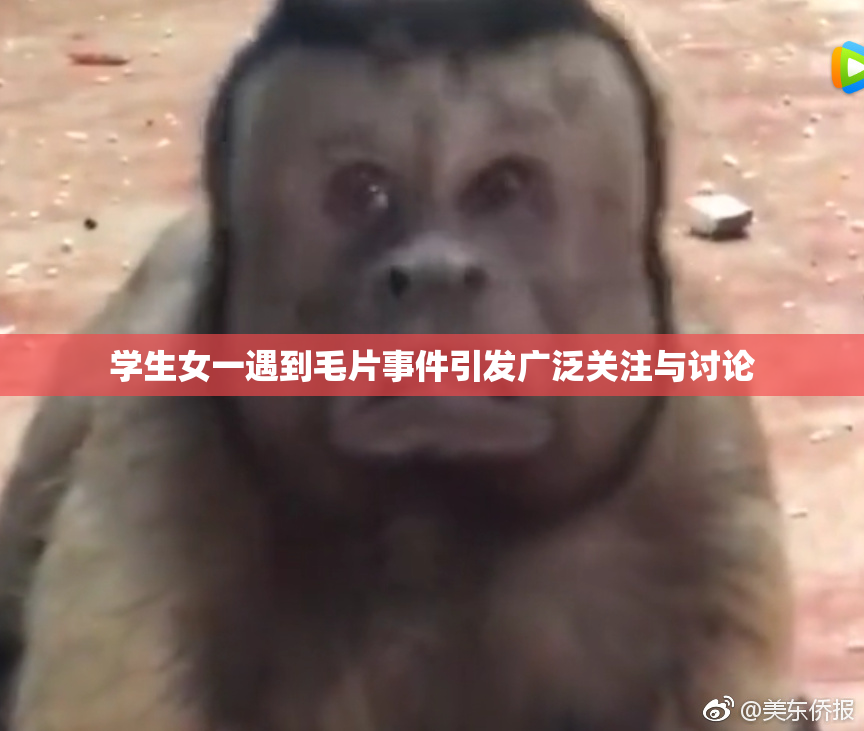 学生女一遇到毛片事件引发广泛关注与讨论