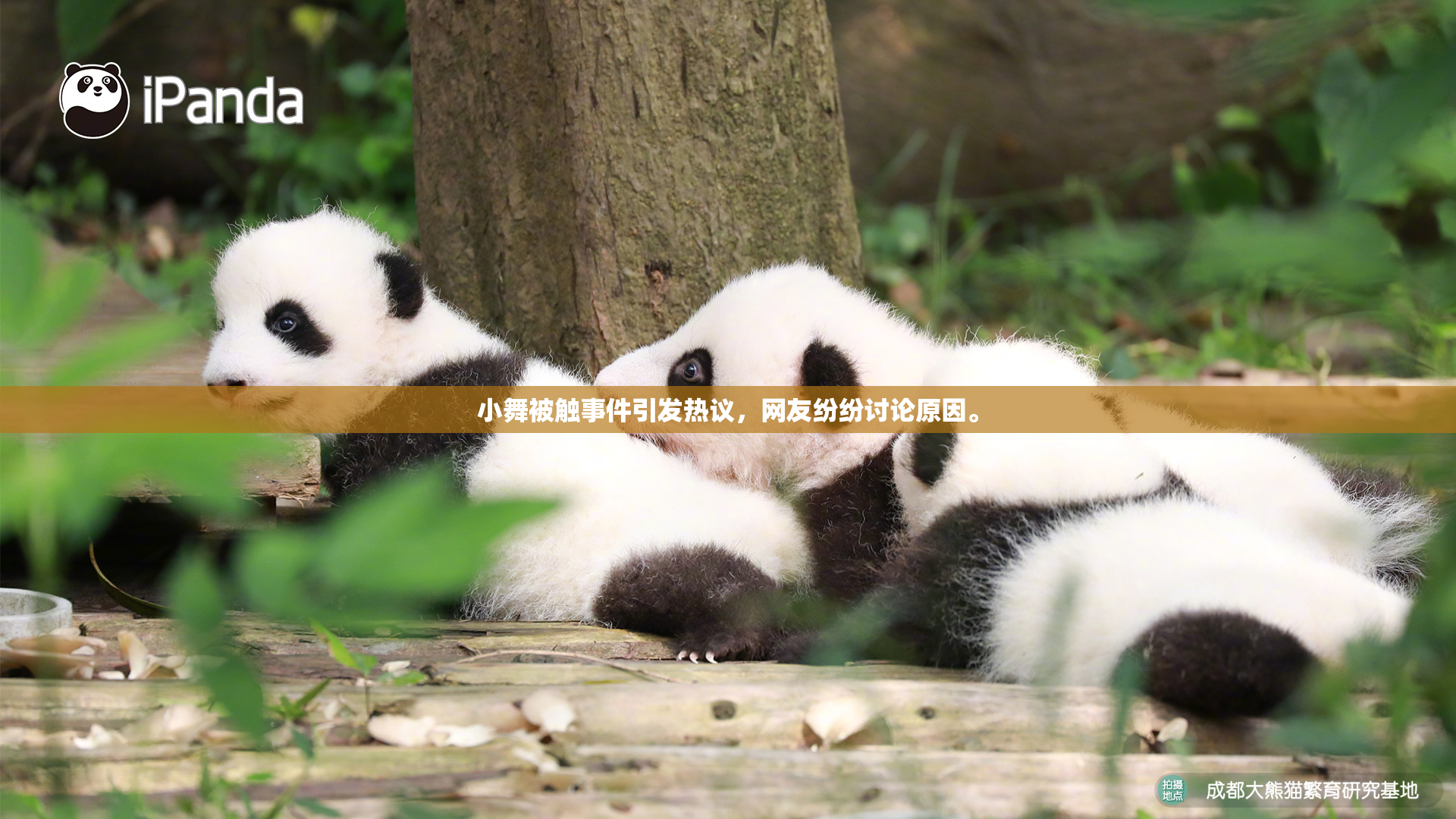 小舞被触事件引发热议，网友纷纷讨论原因。