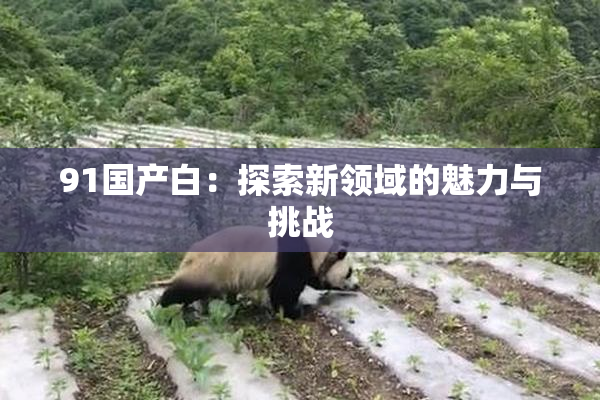 91国产白：探索新领域的魅力与挑战