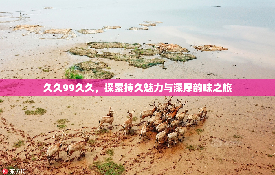 久久99久久，探索持久魅力与深厚韵味之旅