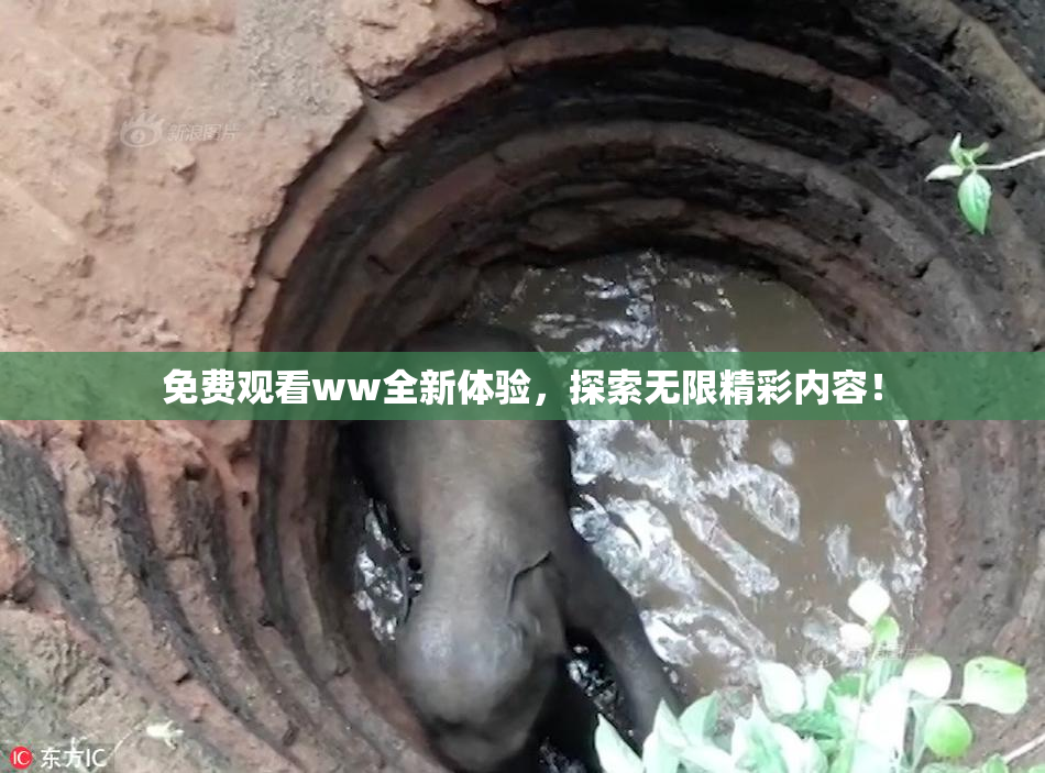免费观看ww全新体验，探索无限精彩内容！