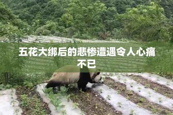 五花大绑后的悲惨遭遇令人心痛不已
