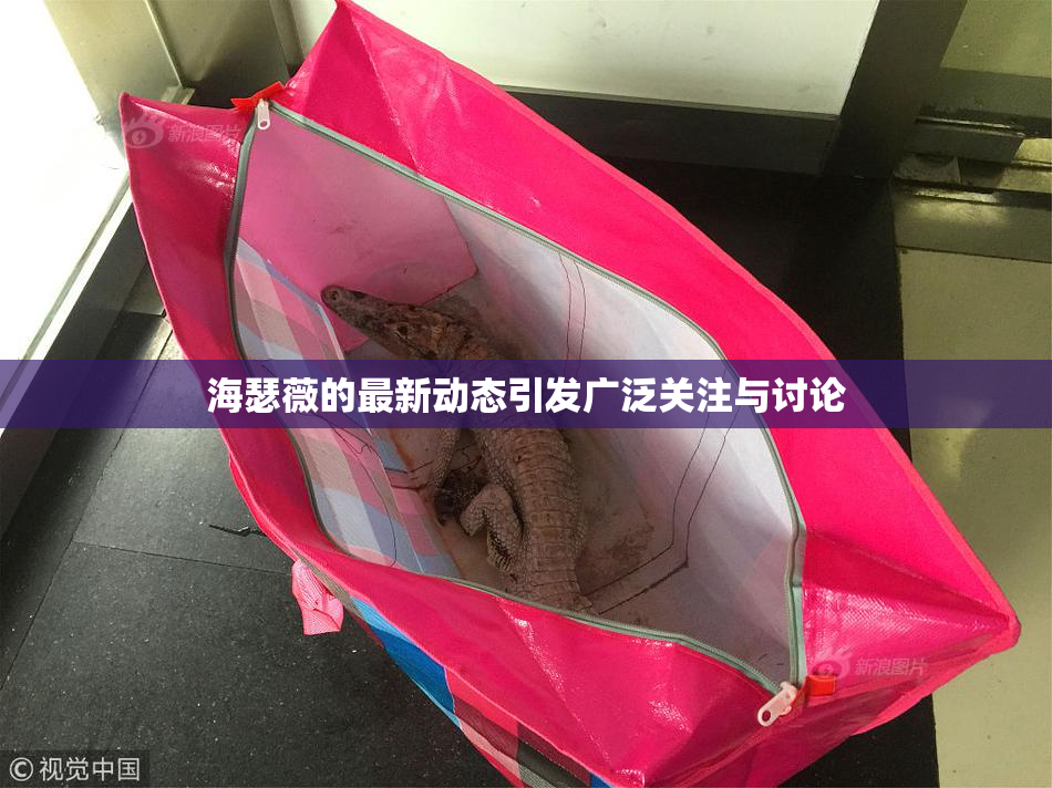 海瑟薇的最新动态引发广泛关注与讨论