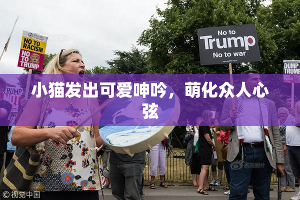 小猫发出可爱呻吟，萌化众人心弦