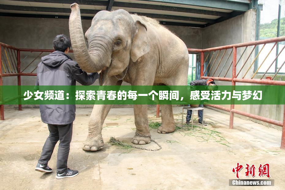 少女频道：探索青春的每一个瞬间，感受活力与梦幻