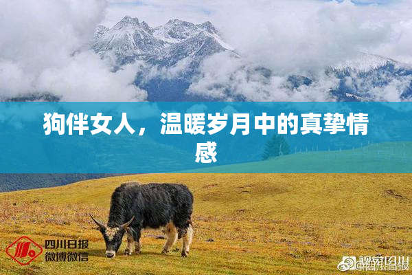 狗伴女人，温暖岁月中的真挚情感