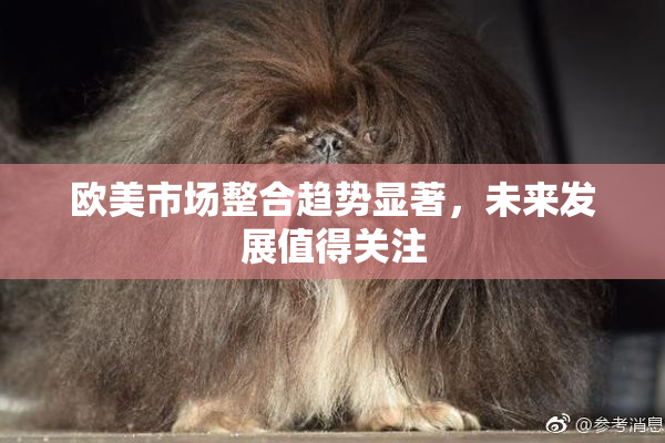 欧美市场整合趋势显著，未来发展值得关注