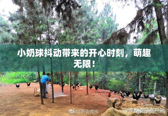 小奶球抖动带来的开心时刻，萌趣无限！